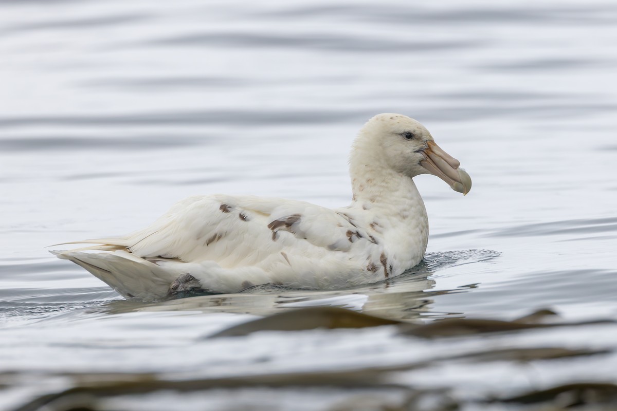 Southern Giant-Petrel - ML635385156