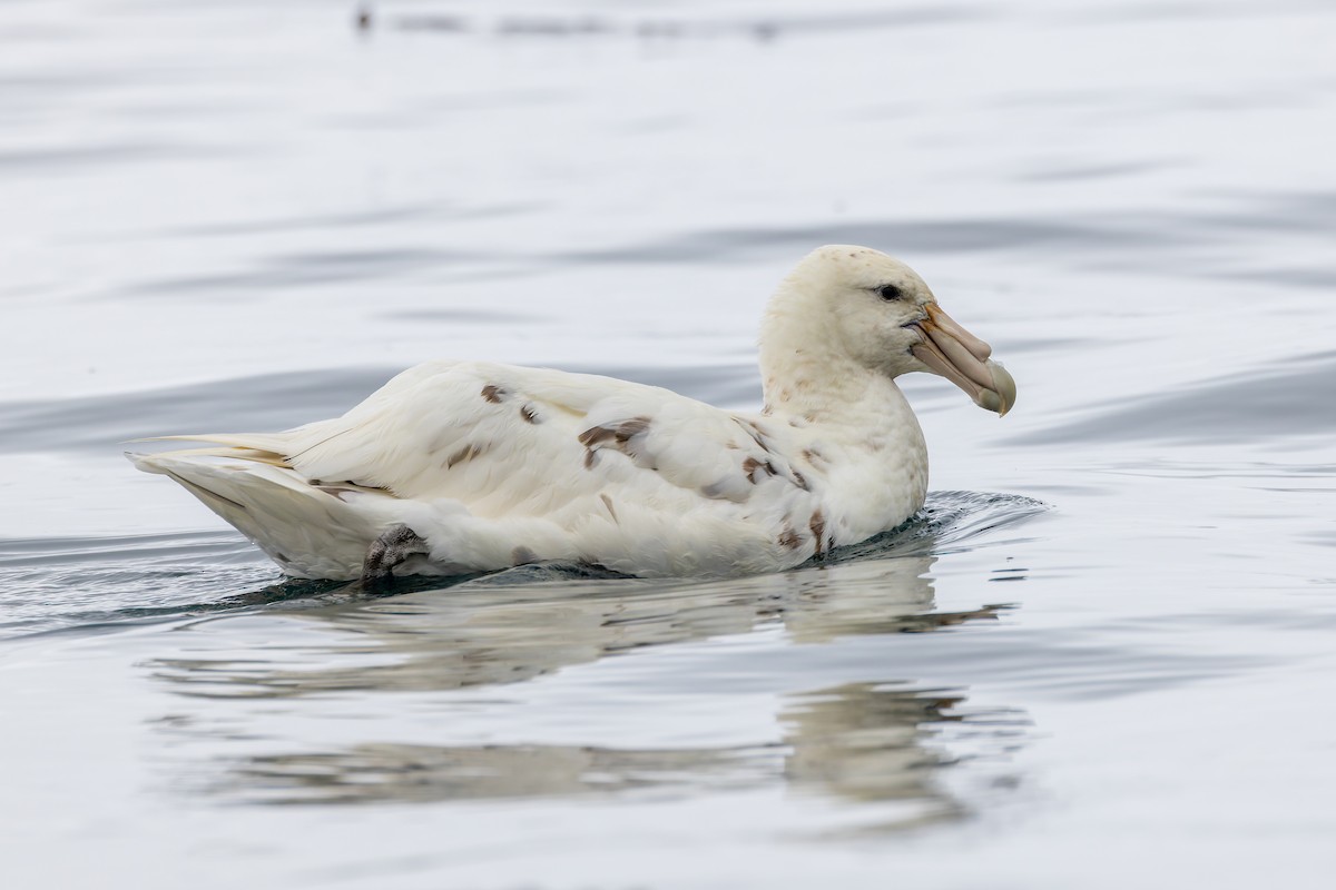 Southern Giant-Petrel - ML635385158