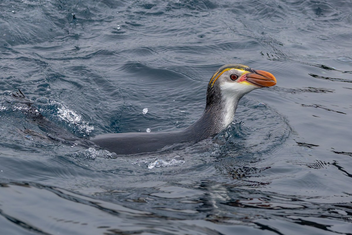 Royal Penguin - ML635385174