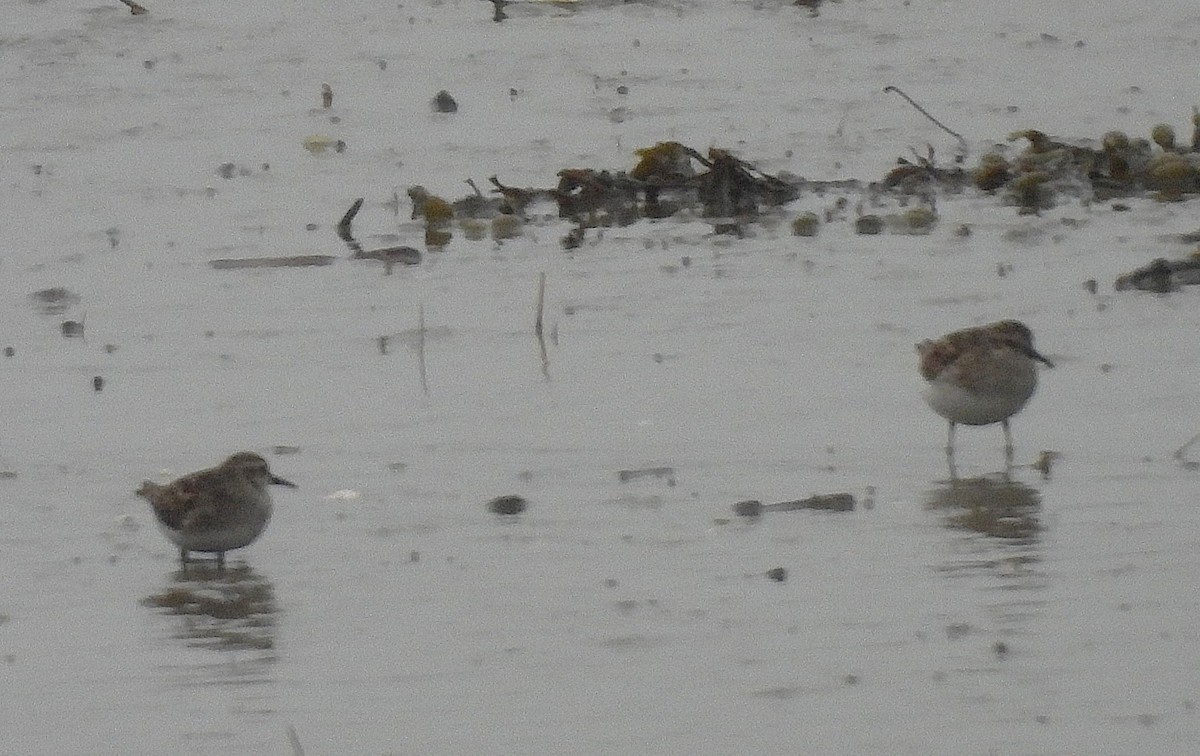 Least Sandpiper - ML635385175