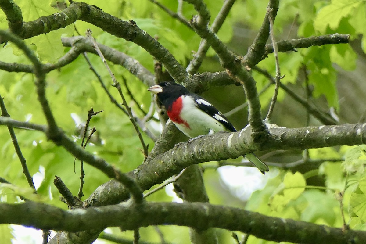 Rose-breasted Grosbeak - ML635385189