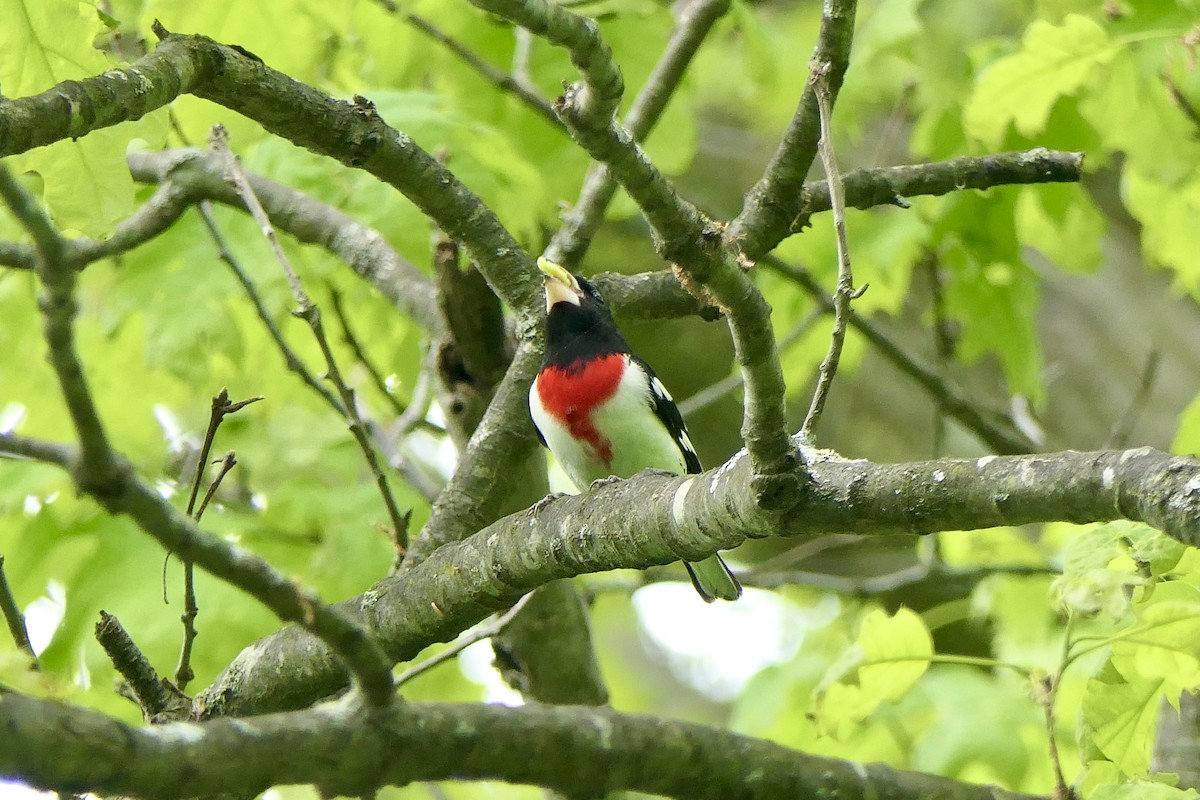 Rose-breasted Grosbeak - ML635385190