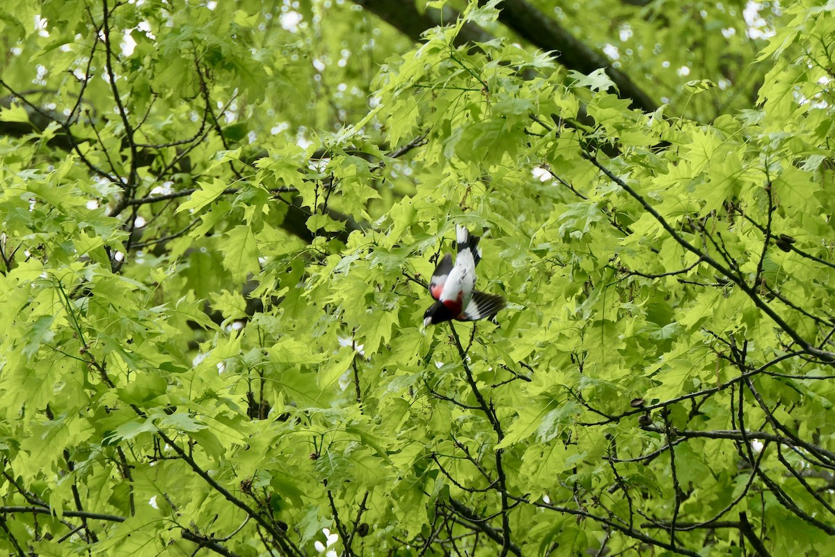 Rose-breasted Grosbeak - ML635385191