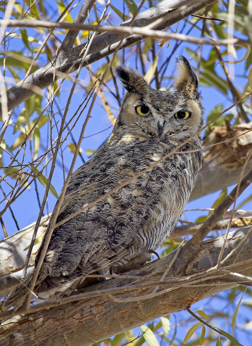 Great Horned Owl - ML635385321