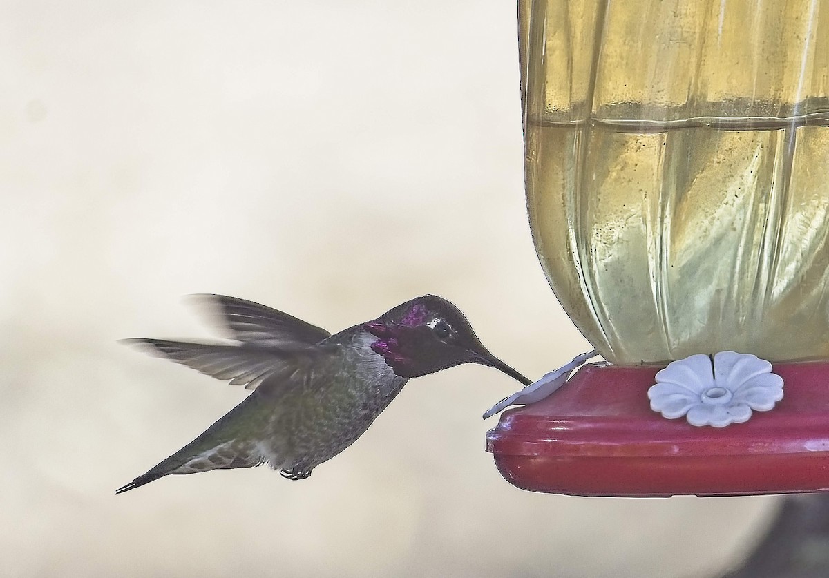 Costa's Hummingbird - ML635385359
