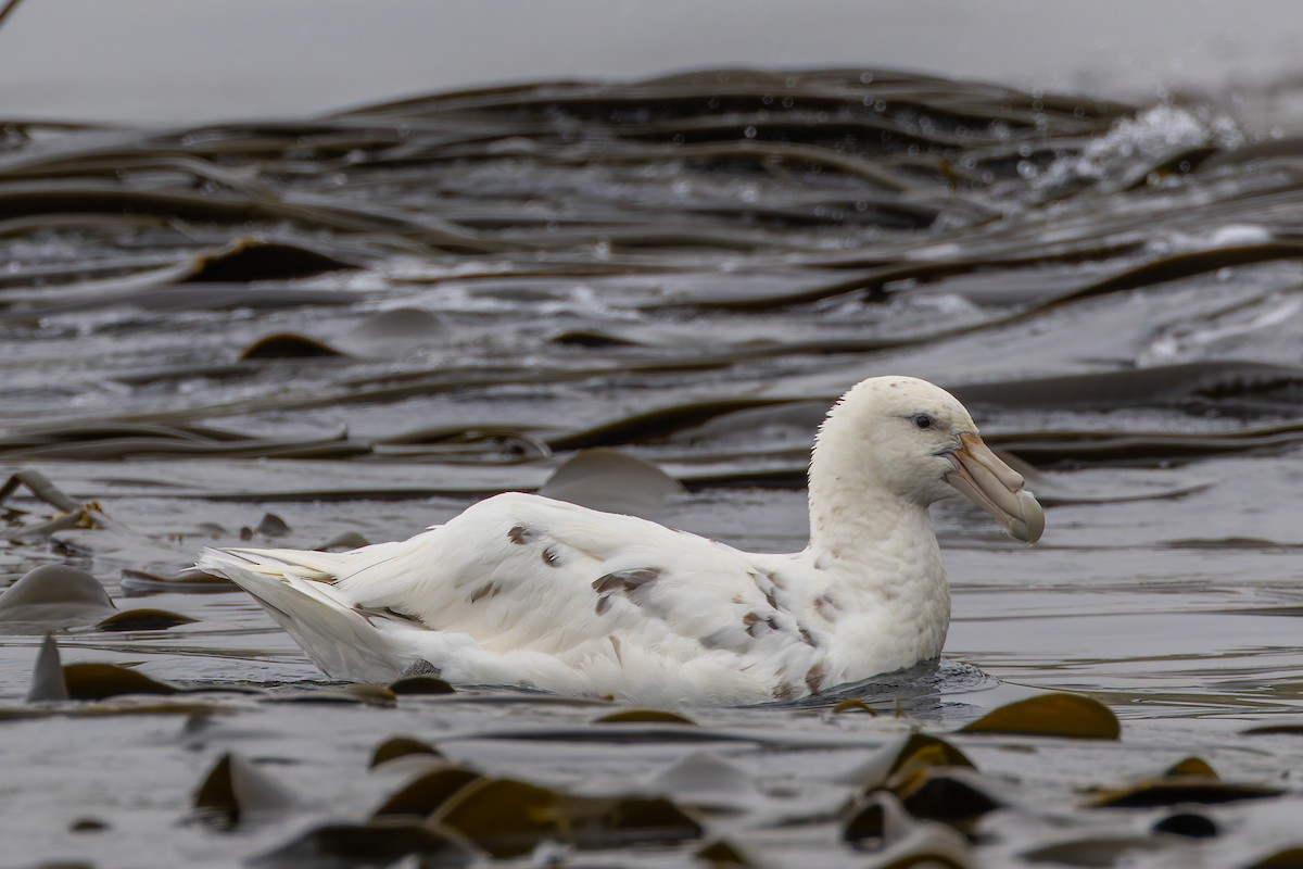 Southern Giant-Petrel - ML635385372