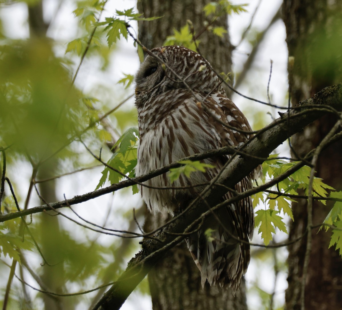 Barred Owl - ML635385409