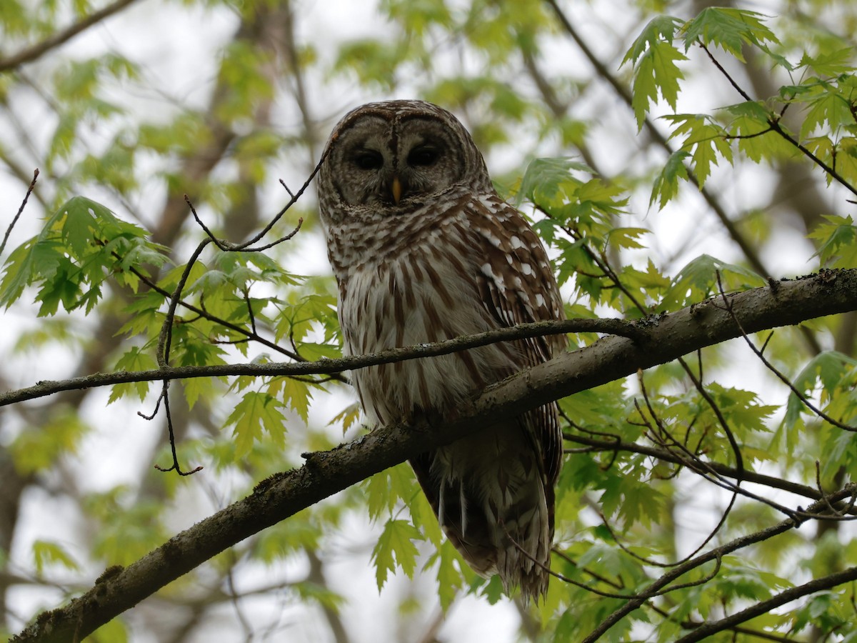 Barred Owl - ML635385412