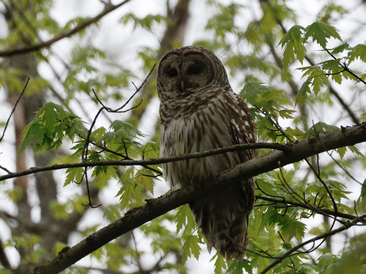 Barred Owl - ML635385415