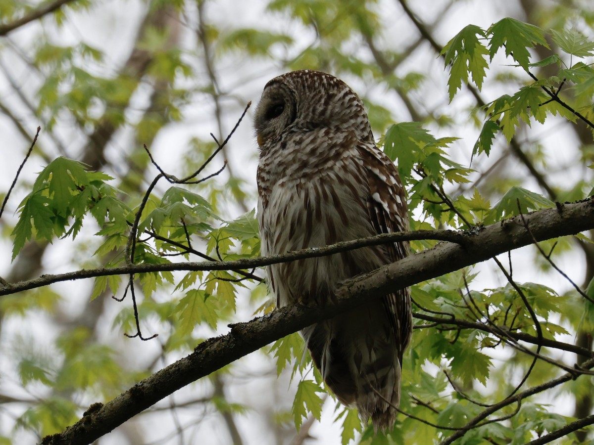 Barred Owl - ML635385417