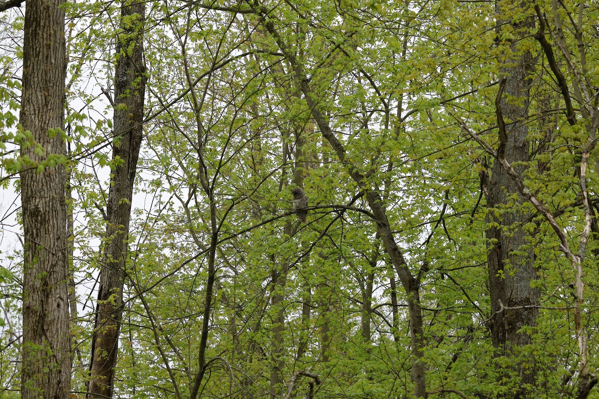 Barred Owl - ML635385419
