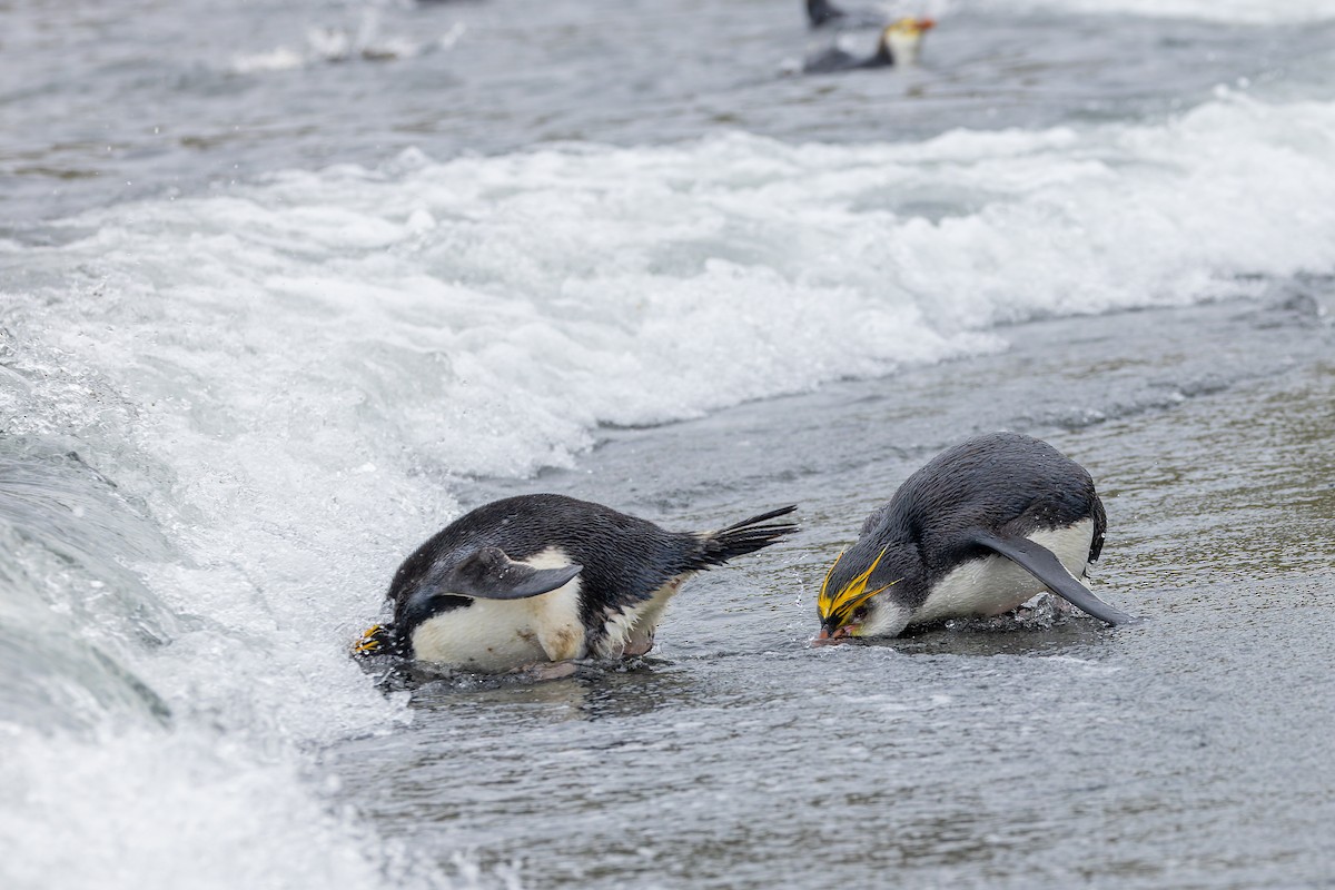 Royal Penguin - ML635385472