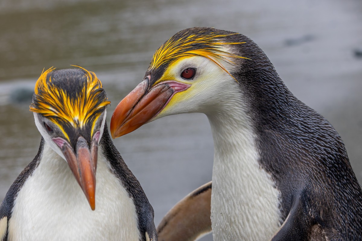 Royal Penguin - ML635385478