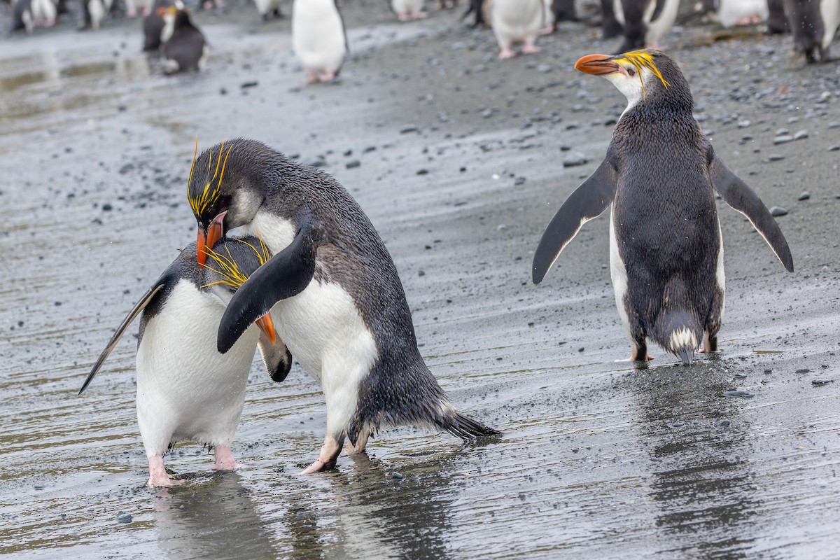 Royal Penguin - ML635385482