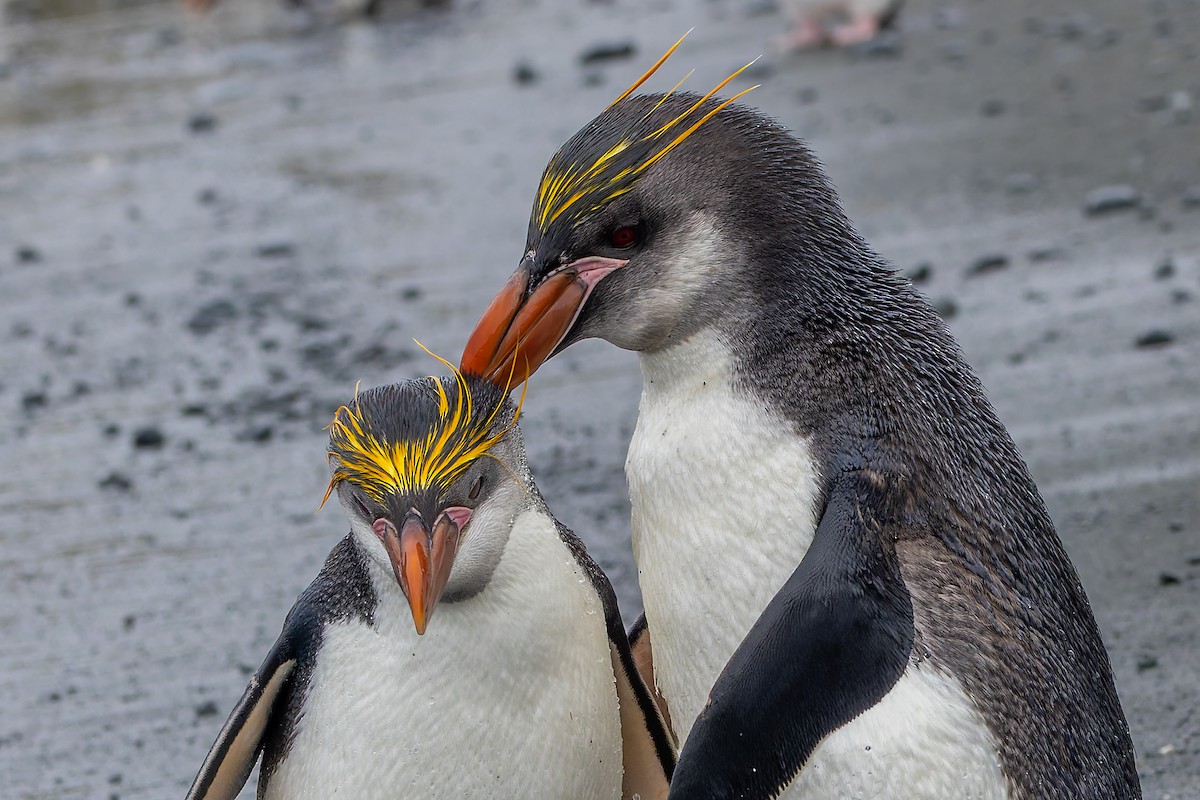 Royal Penguin - ML635385485