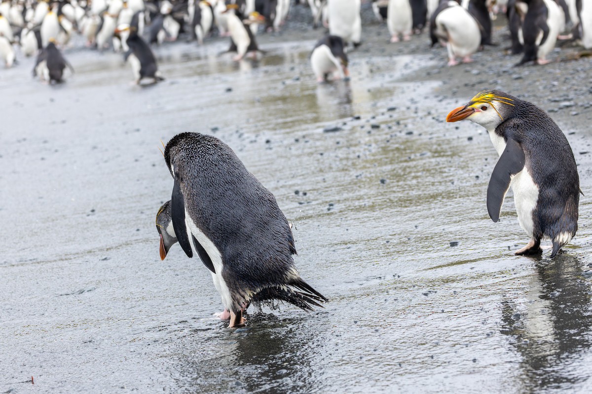 Royal Penguin - ML635385499
