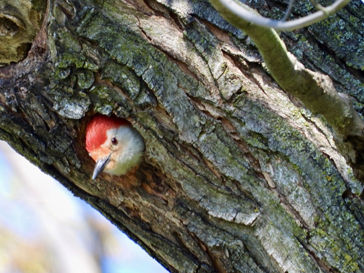 Red-bellied Woodpecker - ML635385505