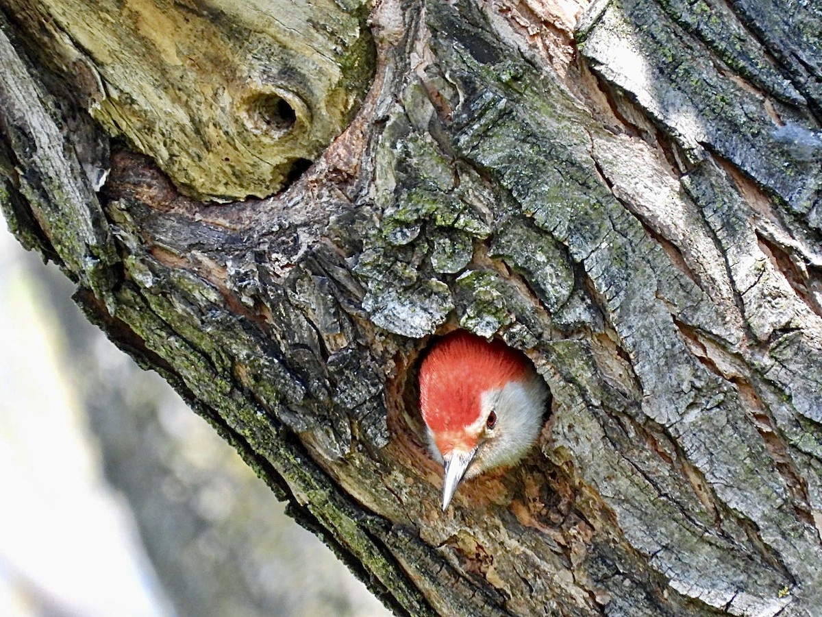 Red-bellied Woodpecker - ML635385506