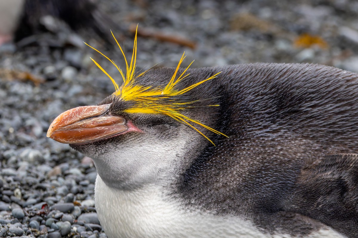 Royal Penguin - ML635385507