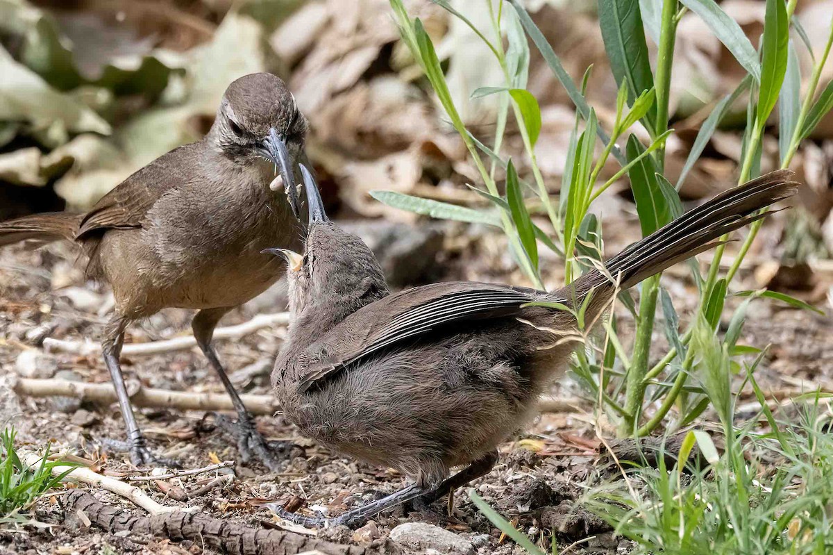 California Thrasher - ML635385509