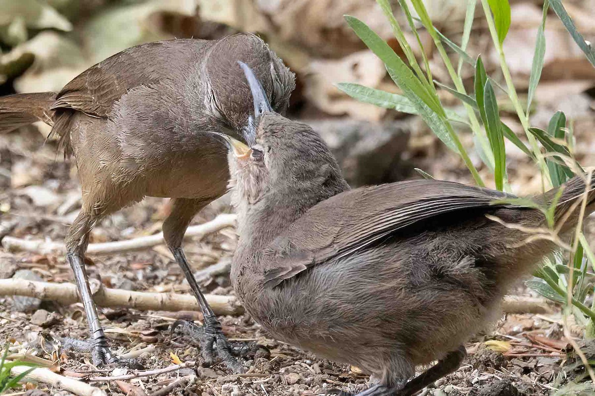 California Thrasher - ML635385515