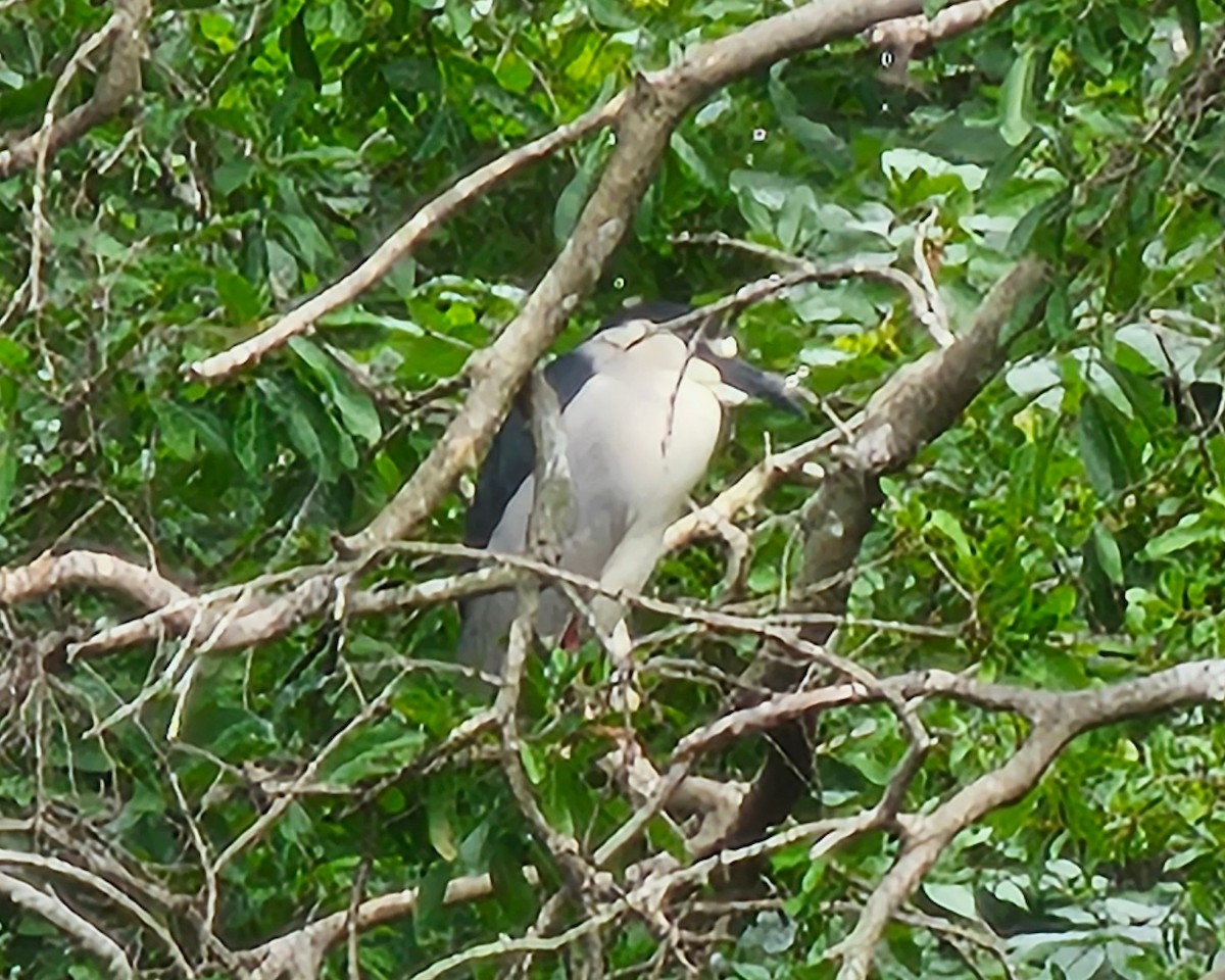 Black-crowned Night Heron - ML635385517