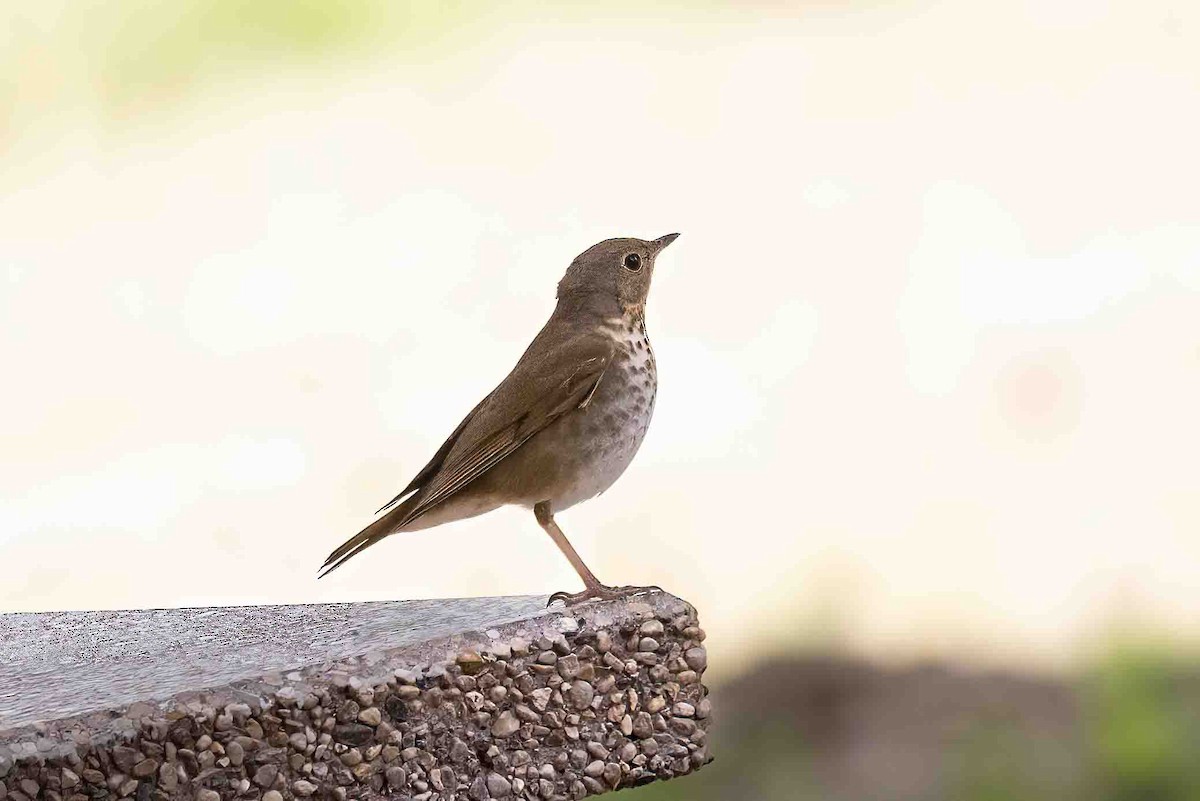 Swainson's Thrush - ML635385518