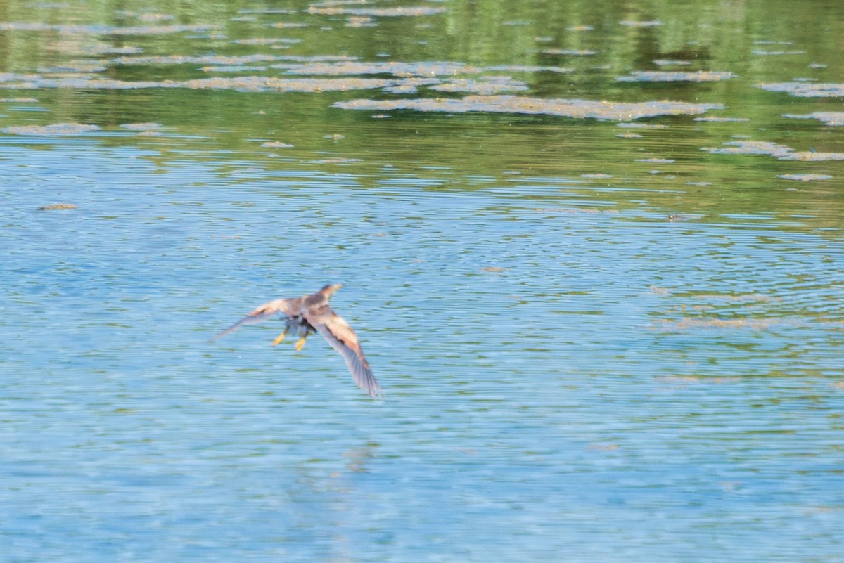 Least Bittern - ML635385523
