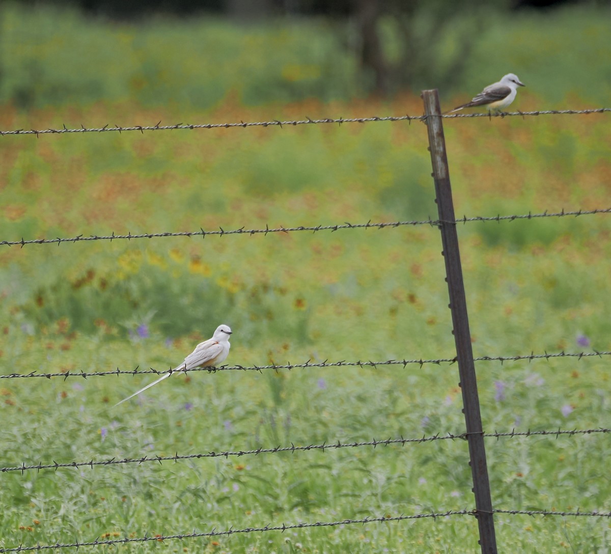 Scissor-tailed Flycatcher - ML635385550