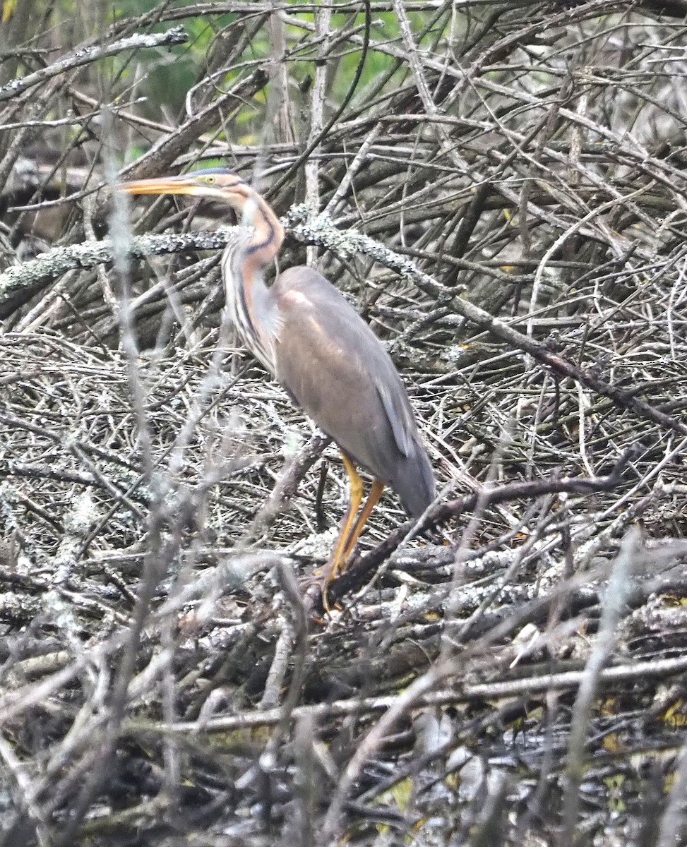 Зээрд дэглий - ML635385565