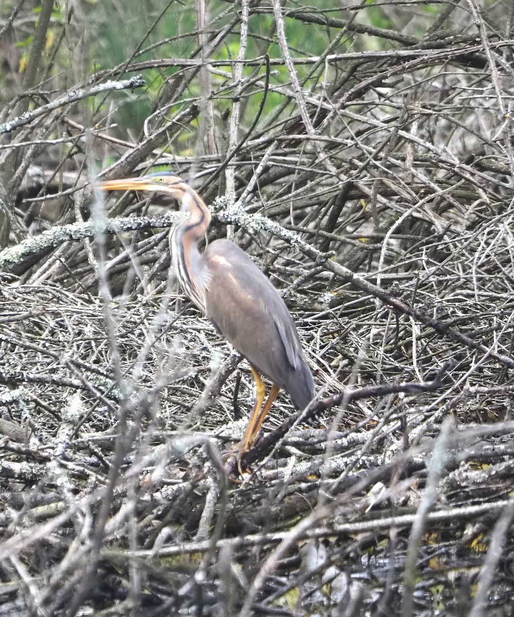 Зээрд дэглий - ML635385566