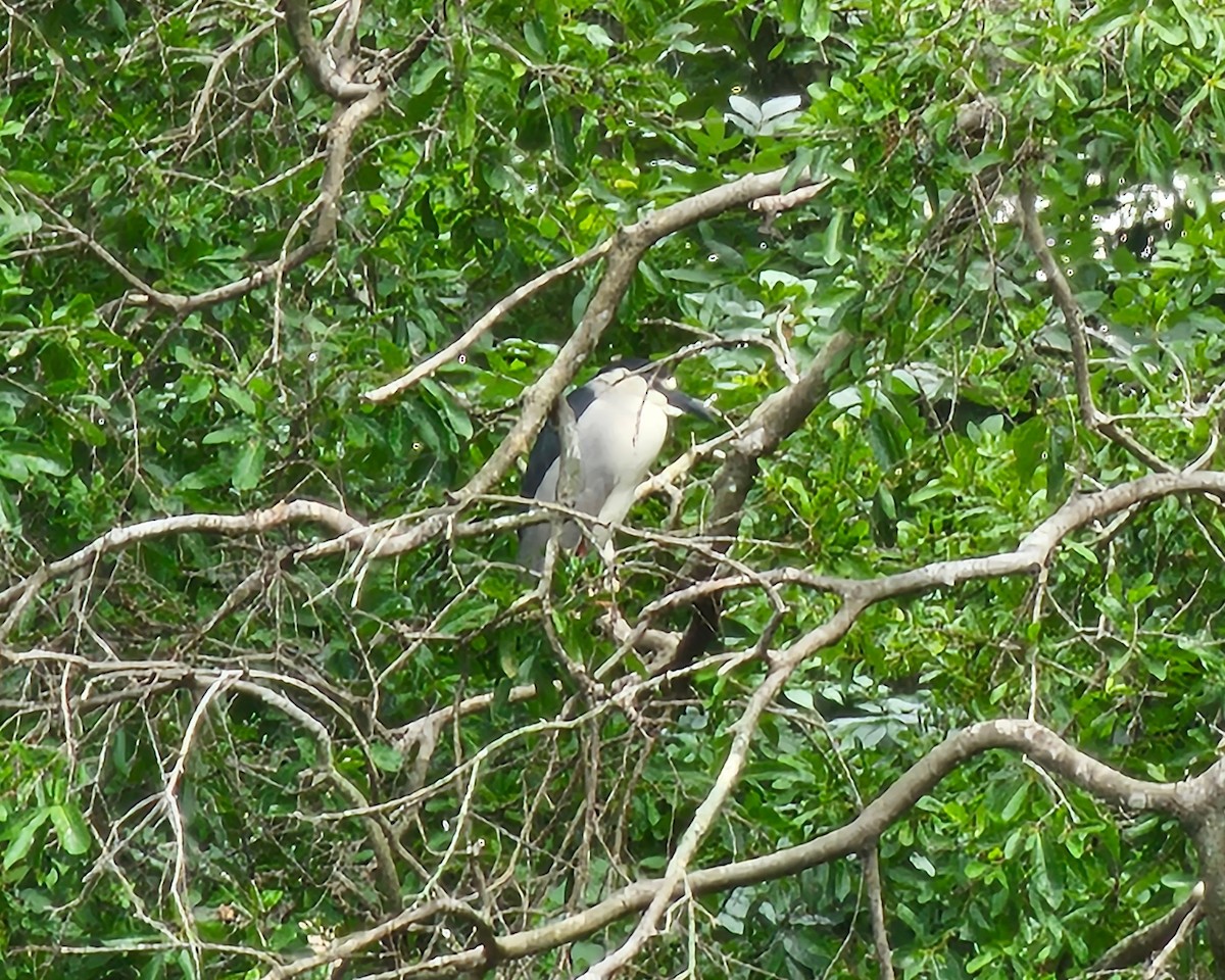 Black-crowned Night Heron - ML635385567