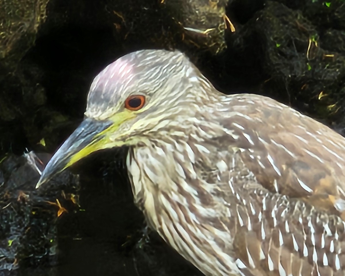 Black-crowned Night Heron - ML635385568