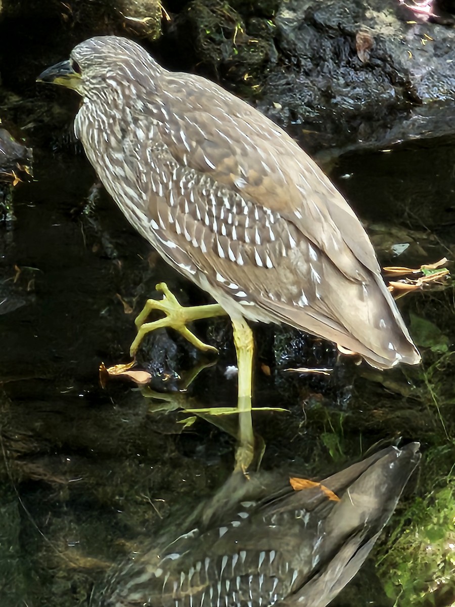 Black-crowned Night Heron - ML635385569