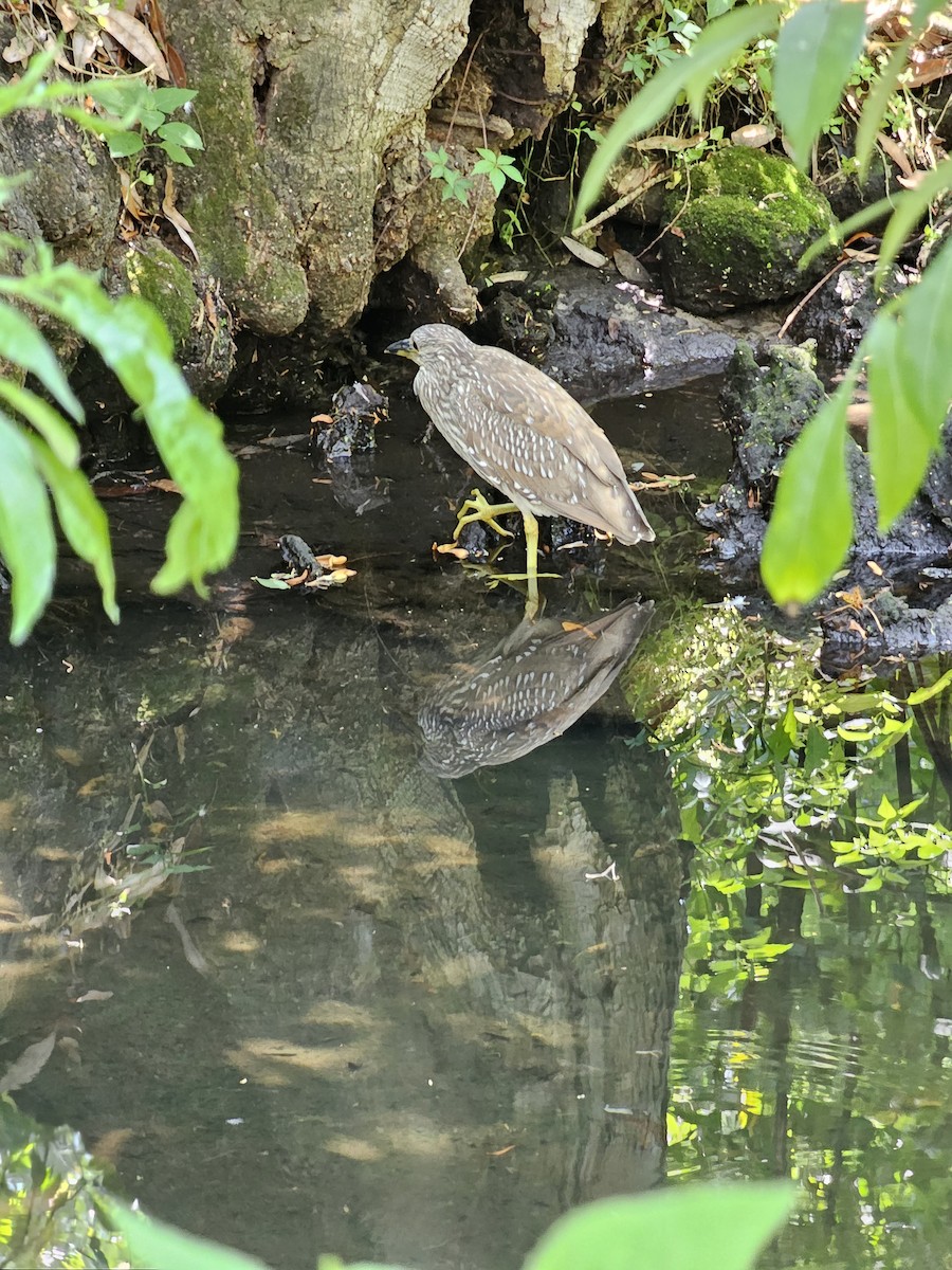 Black-crowned Night Heron - ML635385570