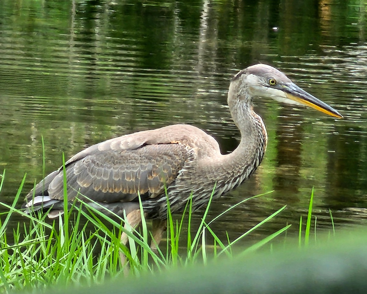 Great Blue Heron (Great Blue) - ML635385602