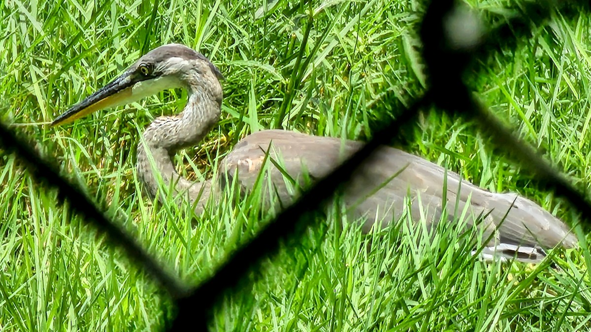 Great Blue Heron (Great Blue) - ML635385603