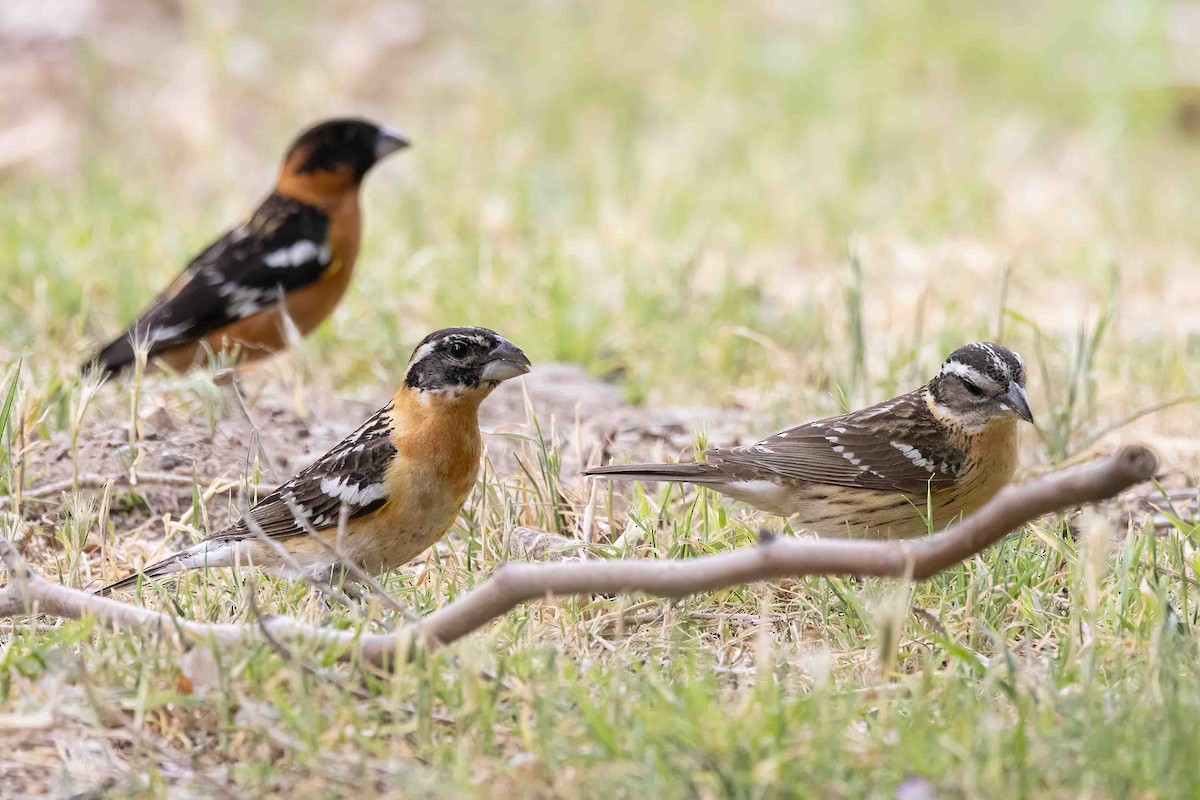 Black-headed Grosbeak - ML635385626