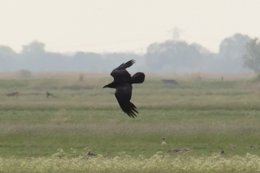 Common Raven - ML635385636