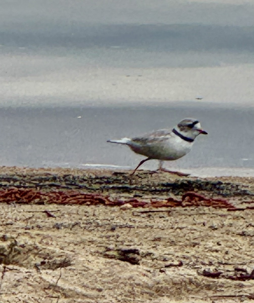 Piping Plover - ML635385708