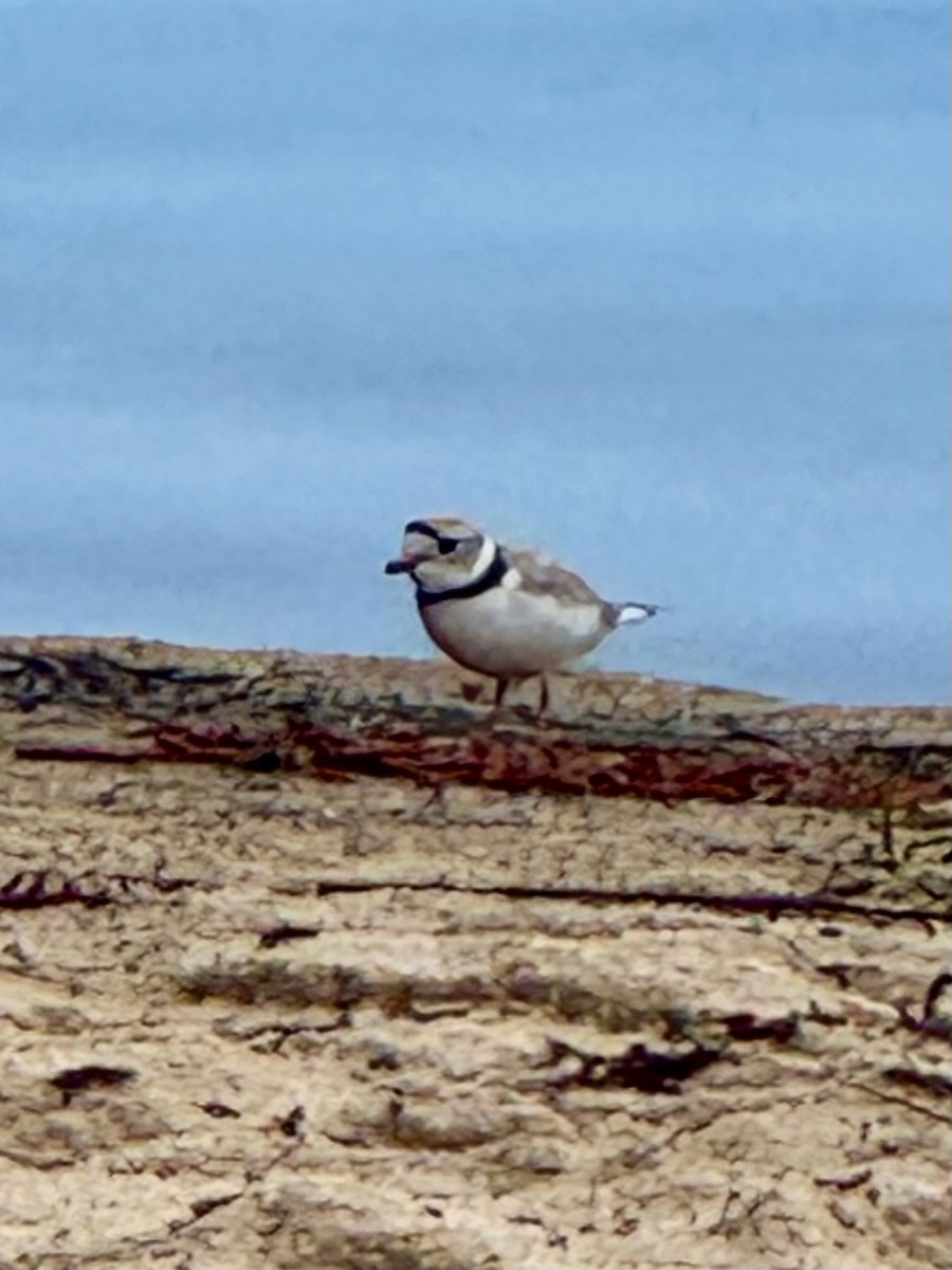 Piping Plover - ML635385709