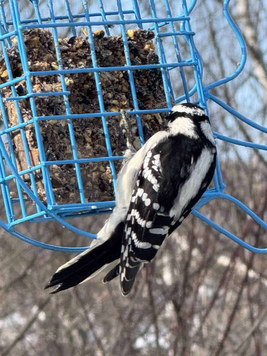 Downy Woodpecker - ML635385732