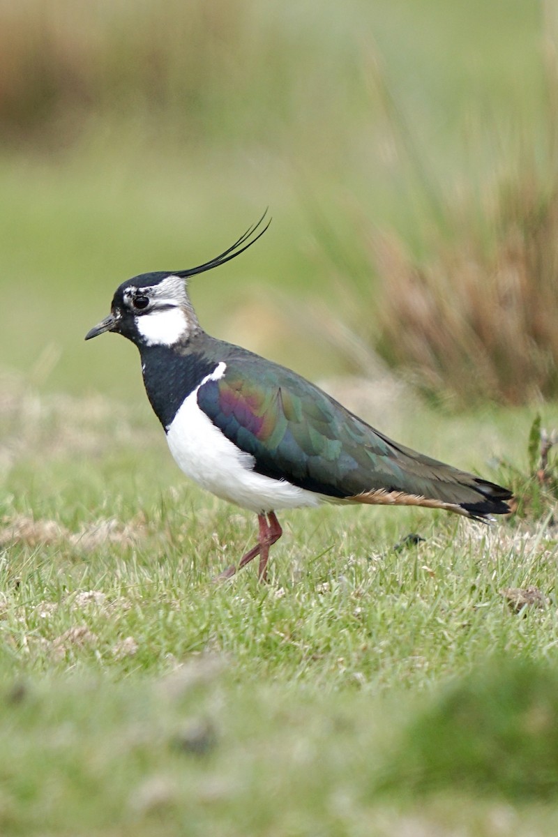 Northern Lapwing - ML635385753
