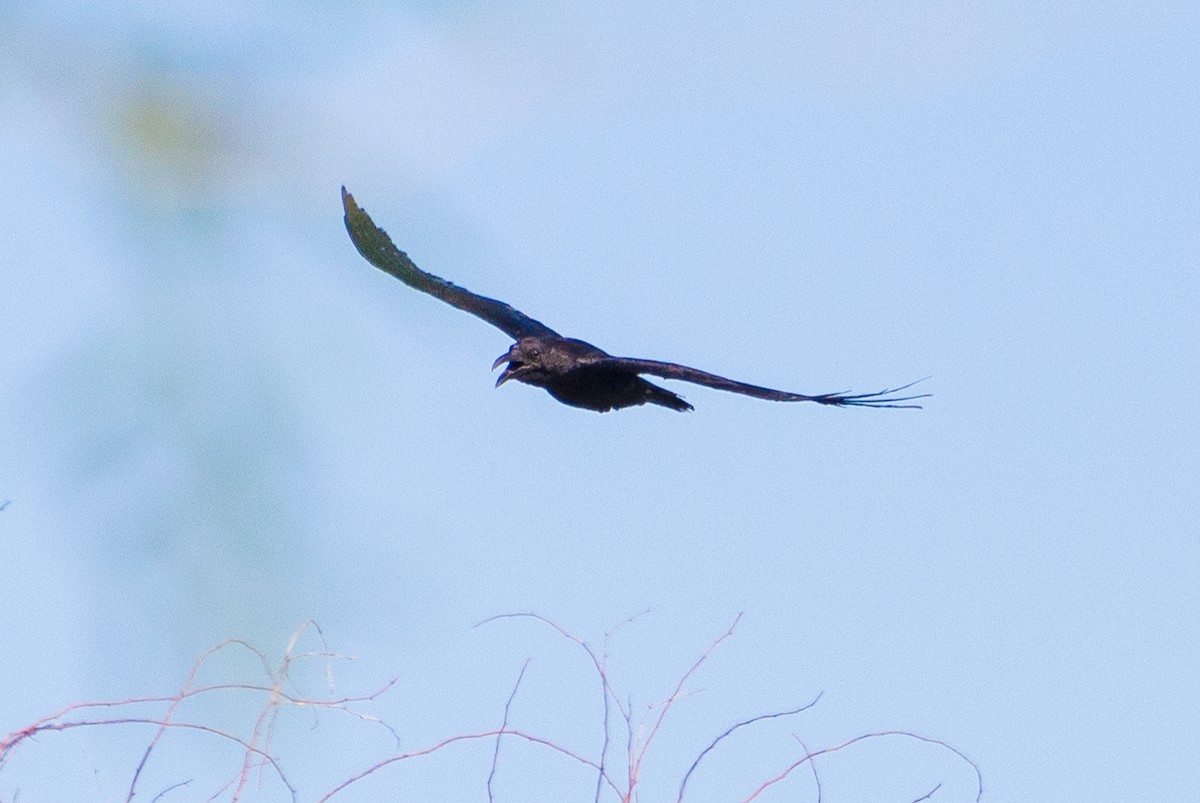 Common Raven - ML635385769