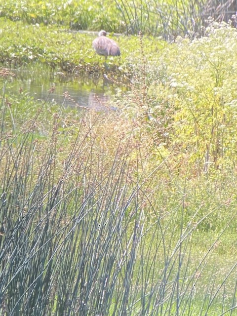 Sandhill Crane - ML635385813