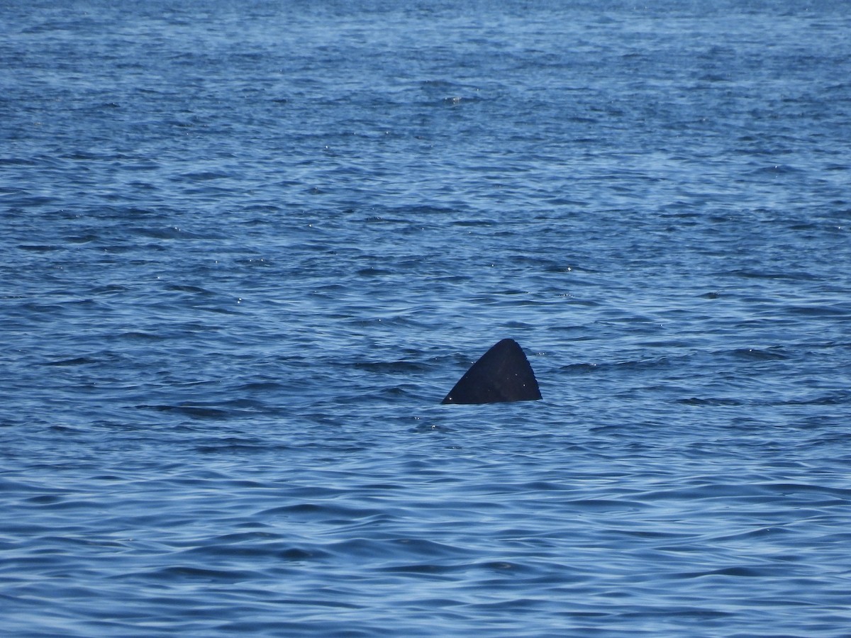 Sharks and Rays - ML635385852