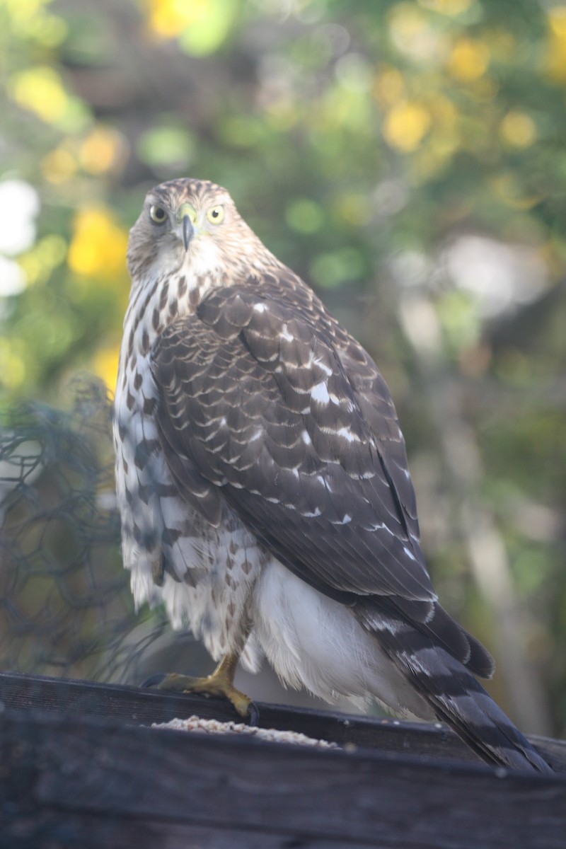 Cooper's Hawk - ML635385863