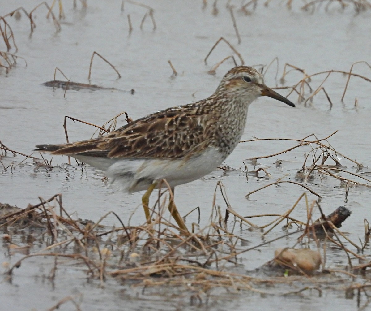 Graubrust-Strandläufer - ML635385864