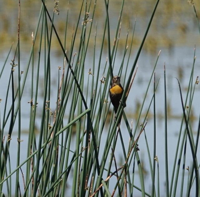 Yellow-headed Blackbird - ML635385865