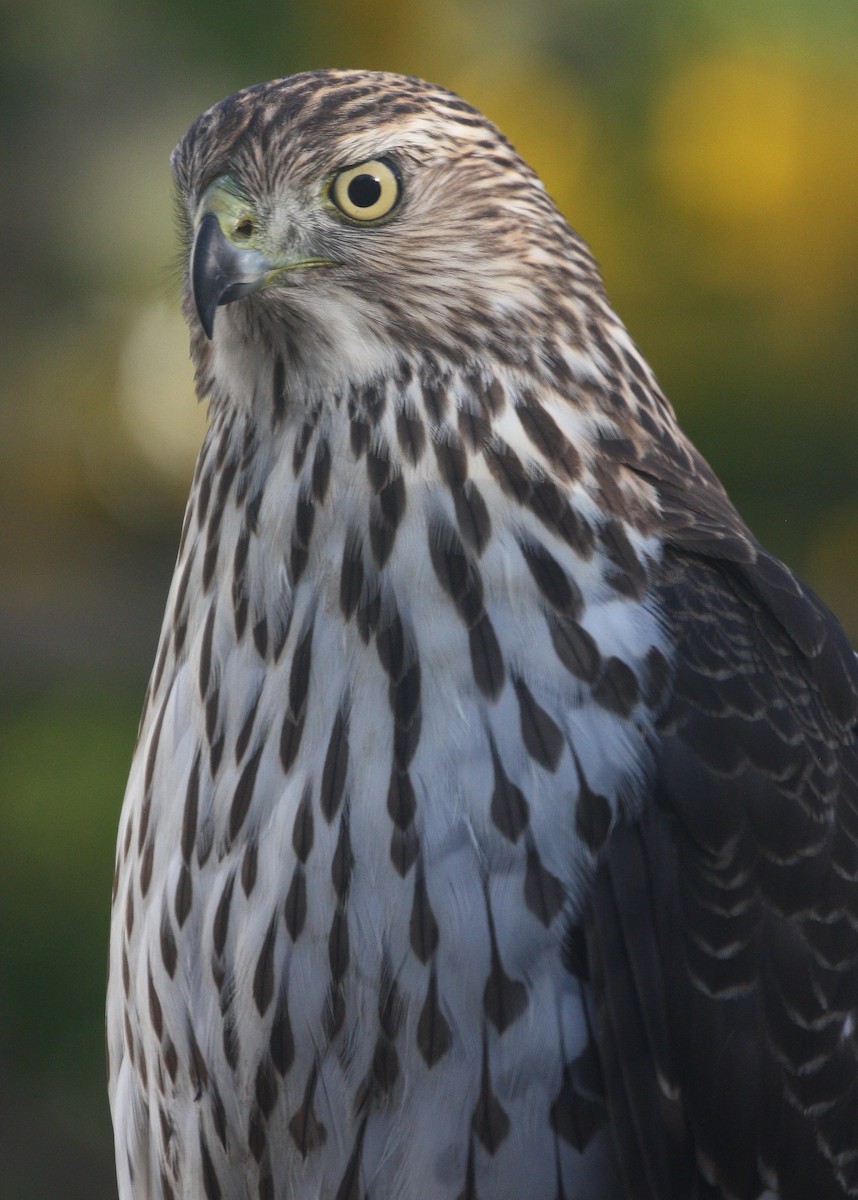 Cooper's Hawk - ML635385874